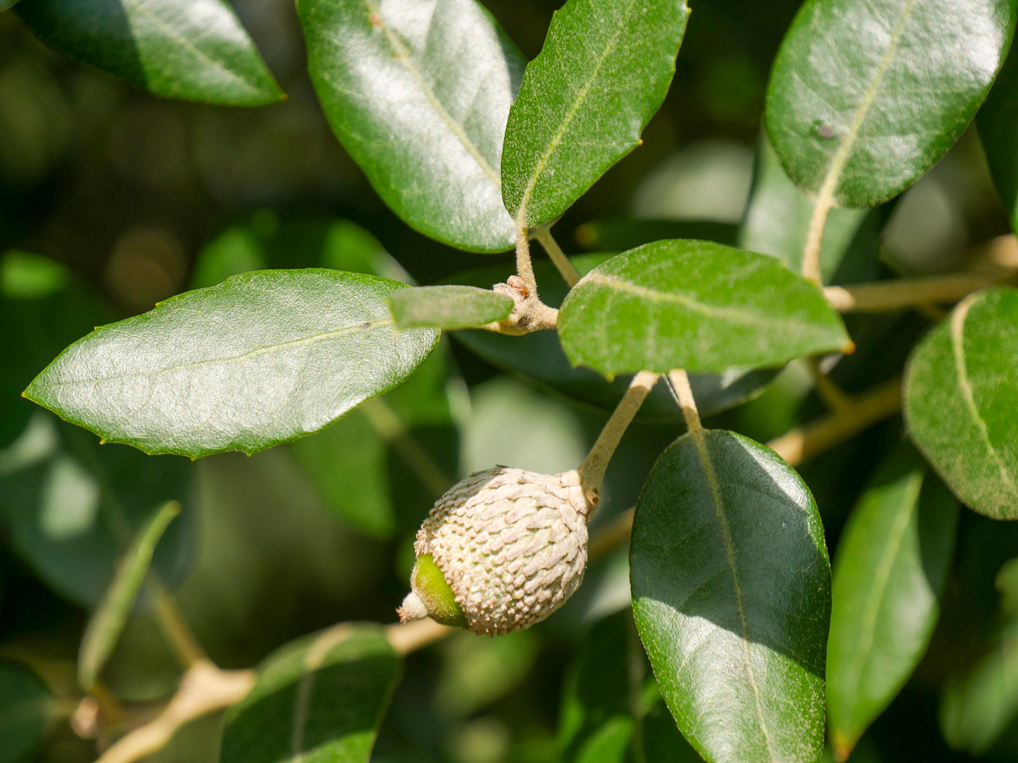 quercus-ilex-ch-ne-vert-ch-ne-yeuse-van-den-berk-p-pini-res